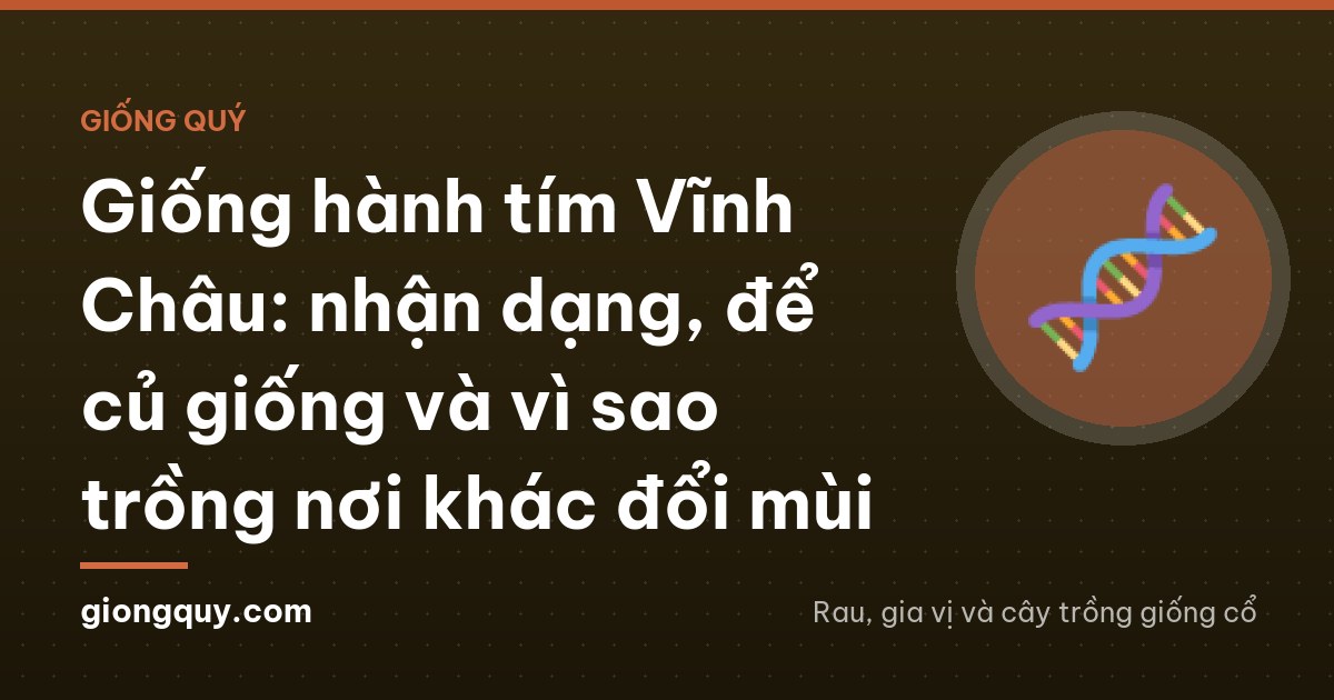 Giống hành tím Vĩnh Châu: nhận dạng, để củ giống và vì sao trồng nơi khác đổi mùi